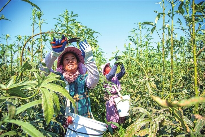    认真采摘，确保没有遗漏
