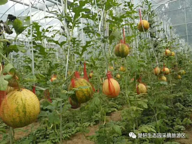 陵城区边临镇:农旅融合激活农业发展新业态|德州云-德州晚报全媒体