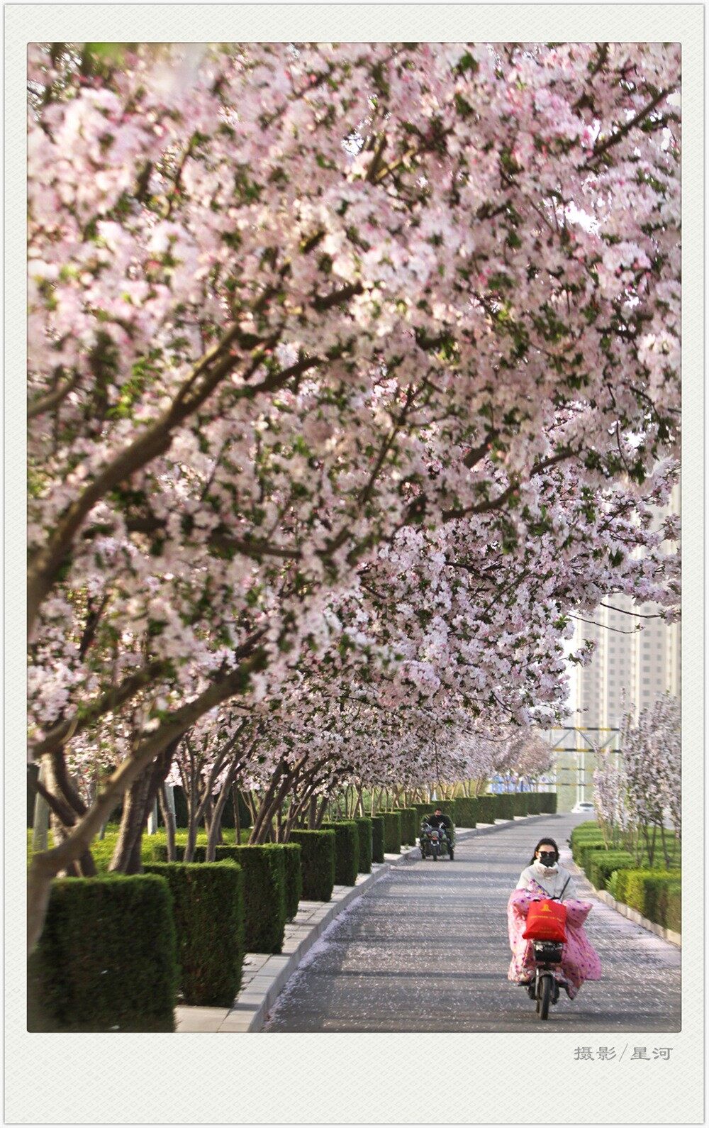 花香1IMG_2353.jpg