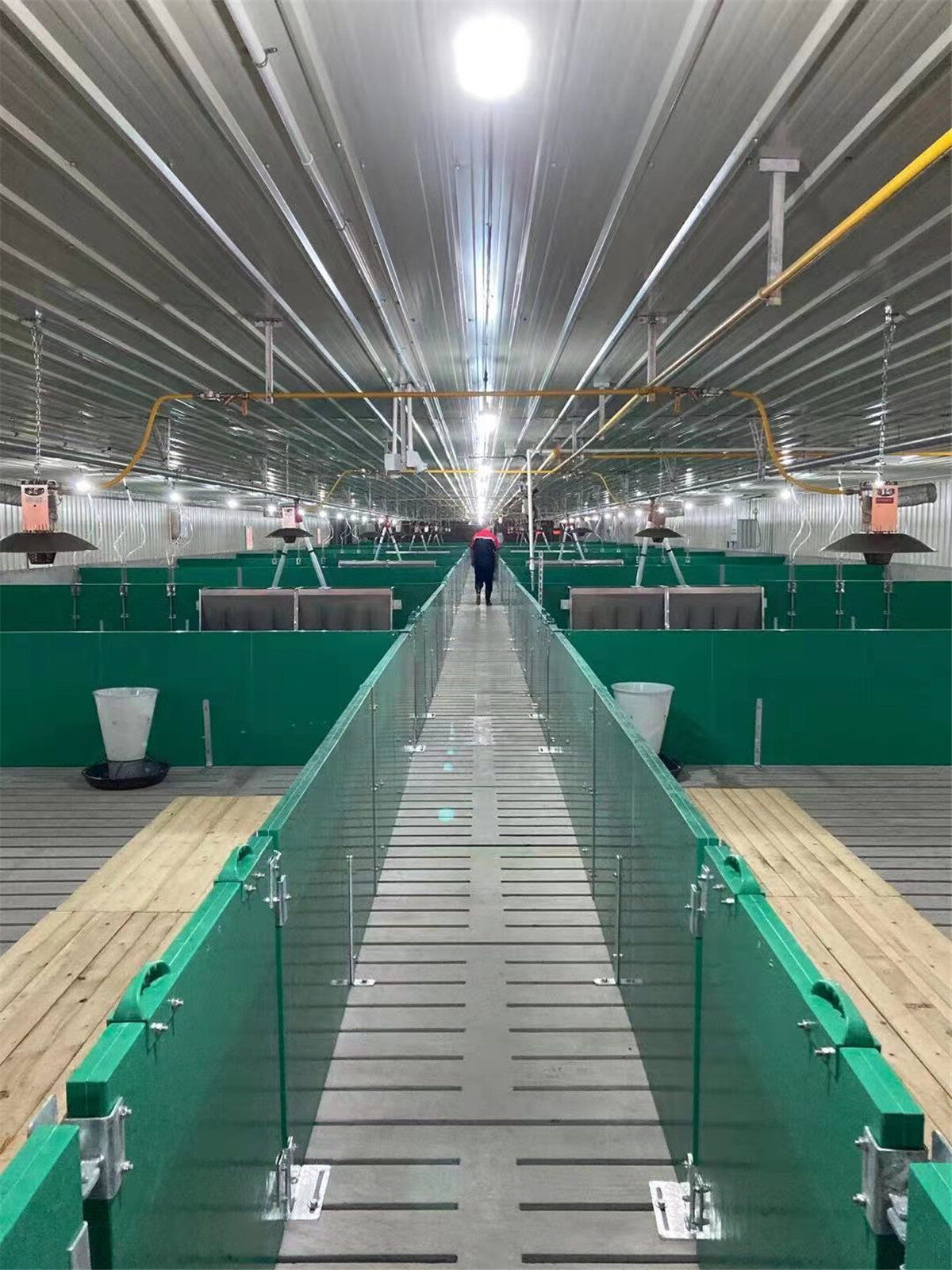 探访平原首个大型智能养猪场工人进厂前需隔离3天猪仔夏天吹空调吃喝