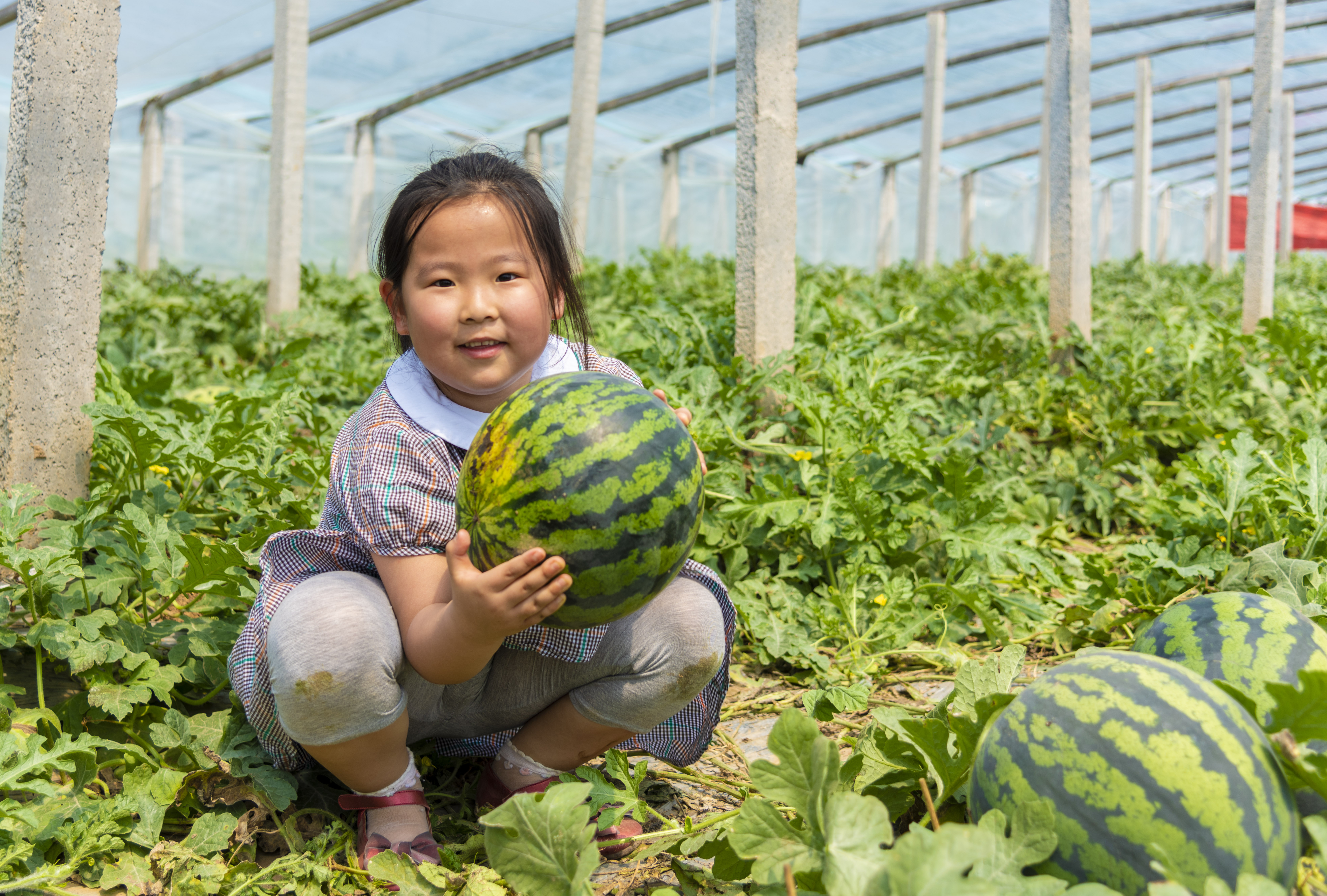 走,当吃瓜群众去!2021年德州西瓜采摘节开幕|德州云-德州晚报全媒体