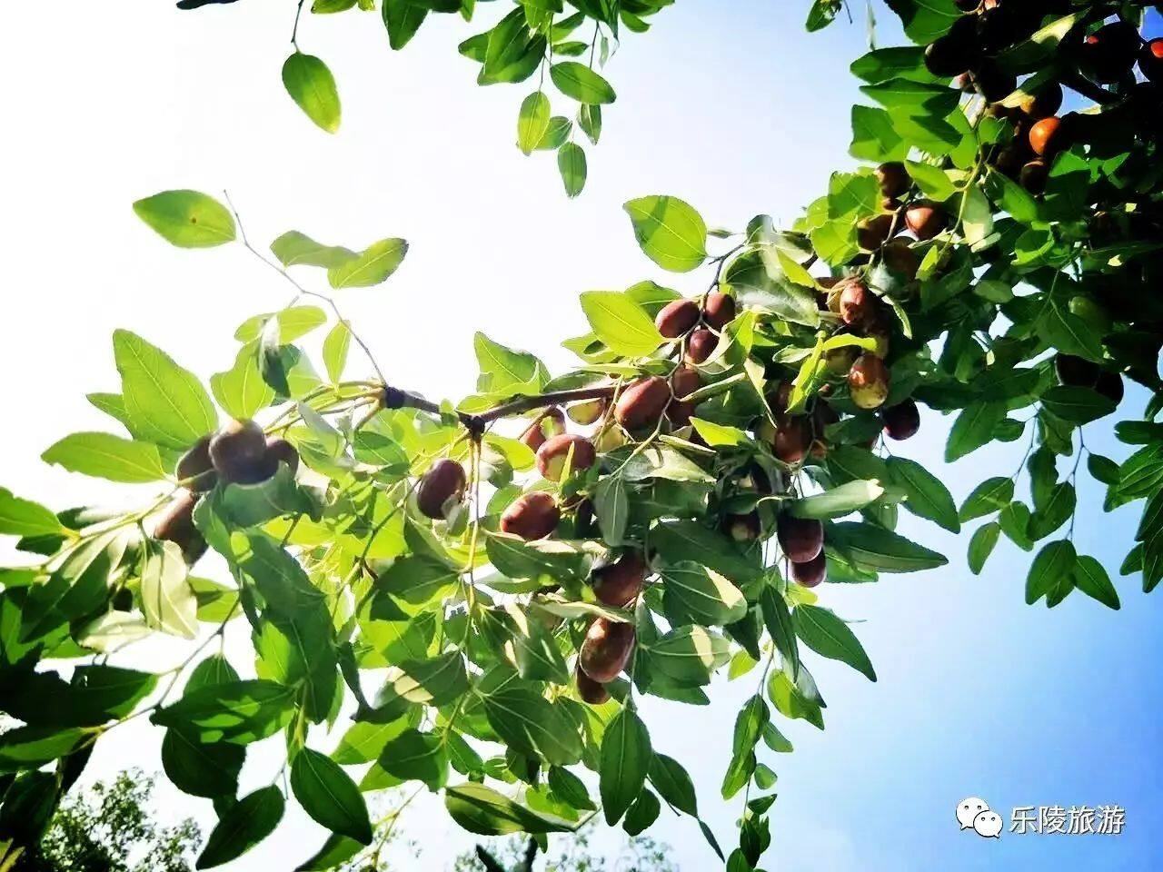 触摸家乡美景 品尝"百枣"甘甜 中秋小长假,德晚旅游带您乐陵枣乡一