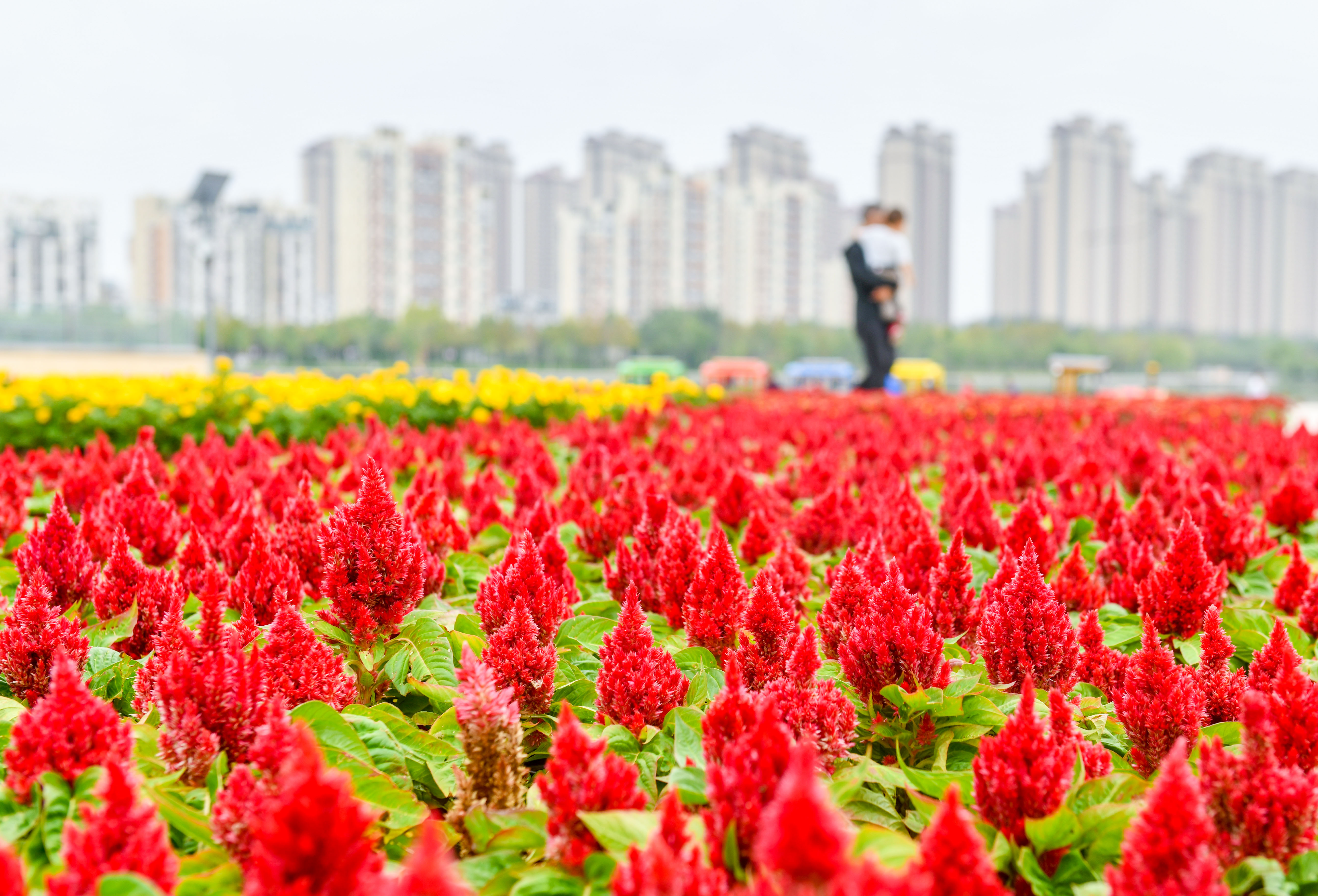中国红·齐鲁行 | 30余万株草花扮靓城区德州喜庆祥和氛围迎国庆|德州