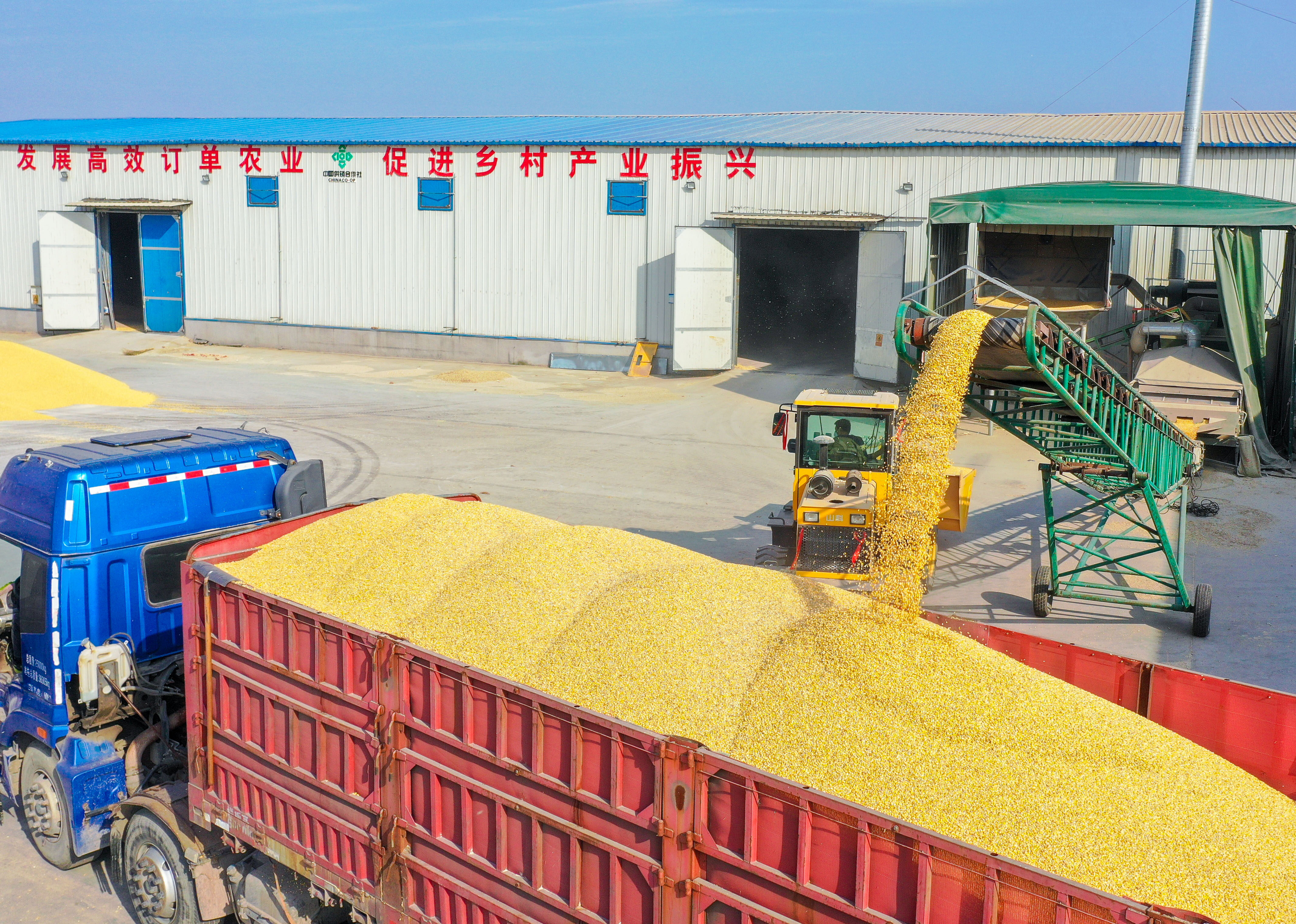 记者在现场农户玉米烘干从进到出预计十多个小时德州云德州晚报全媒体