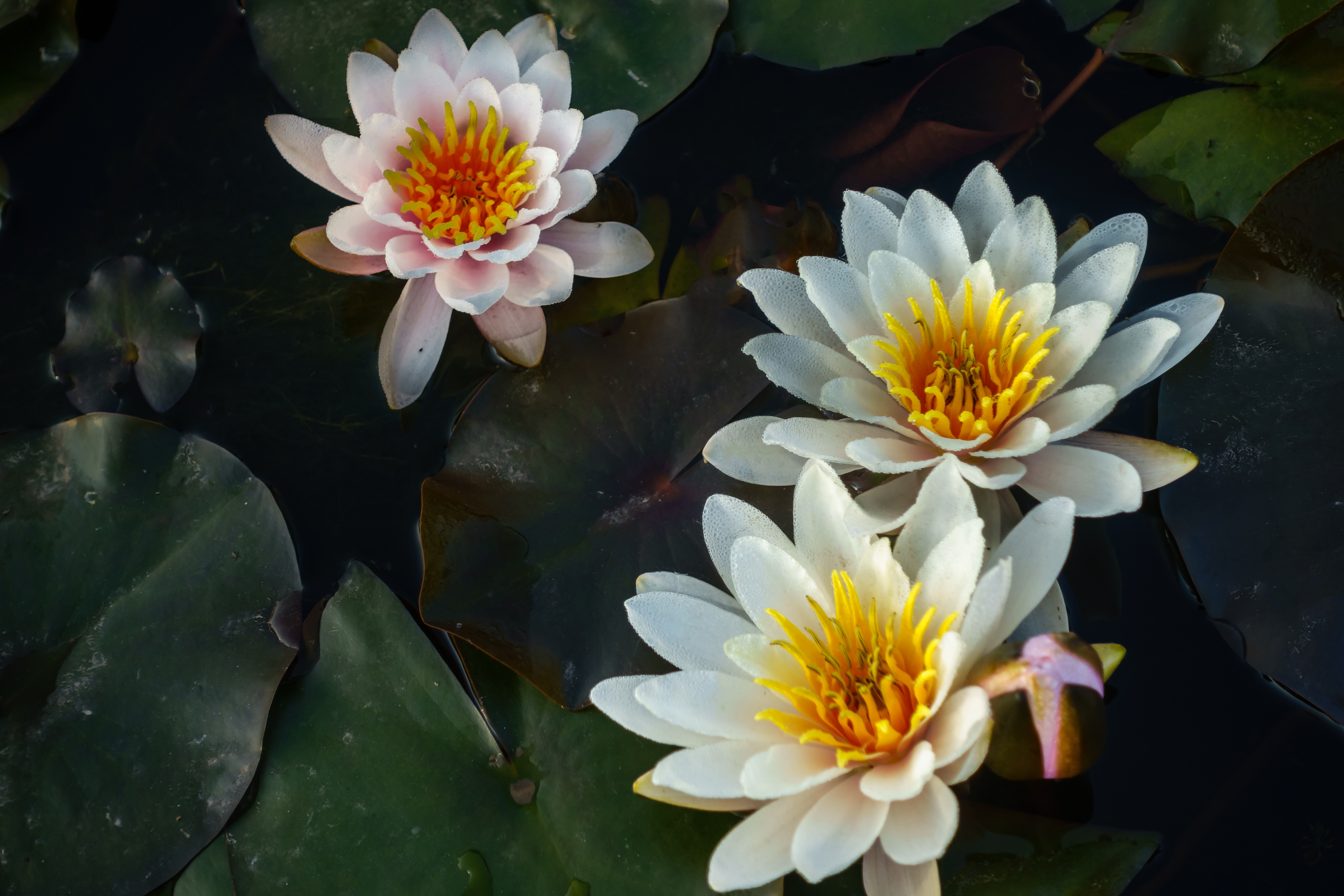 武城睡莲花开月季园德州云德州晚报全媒体