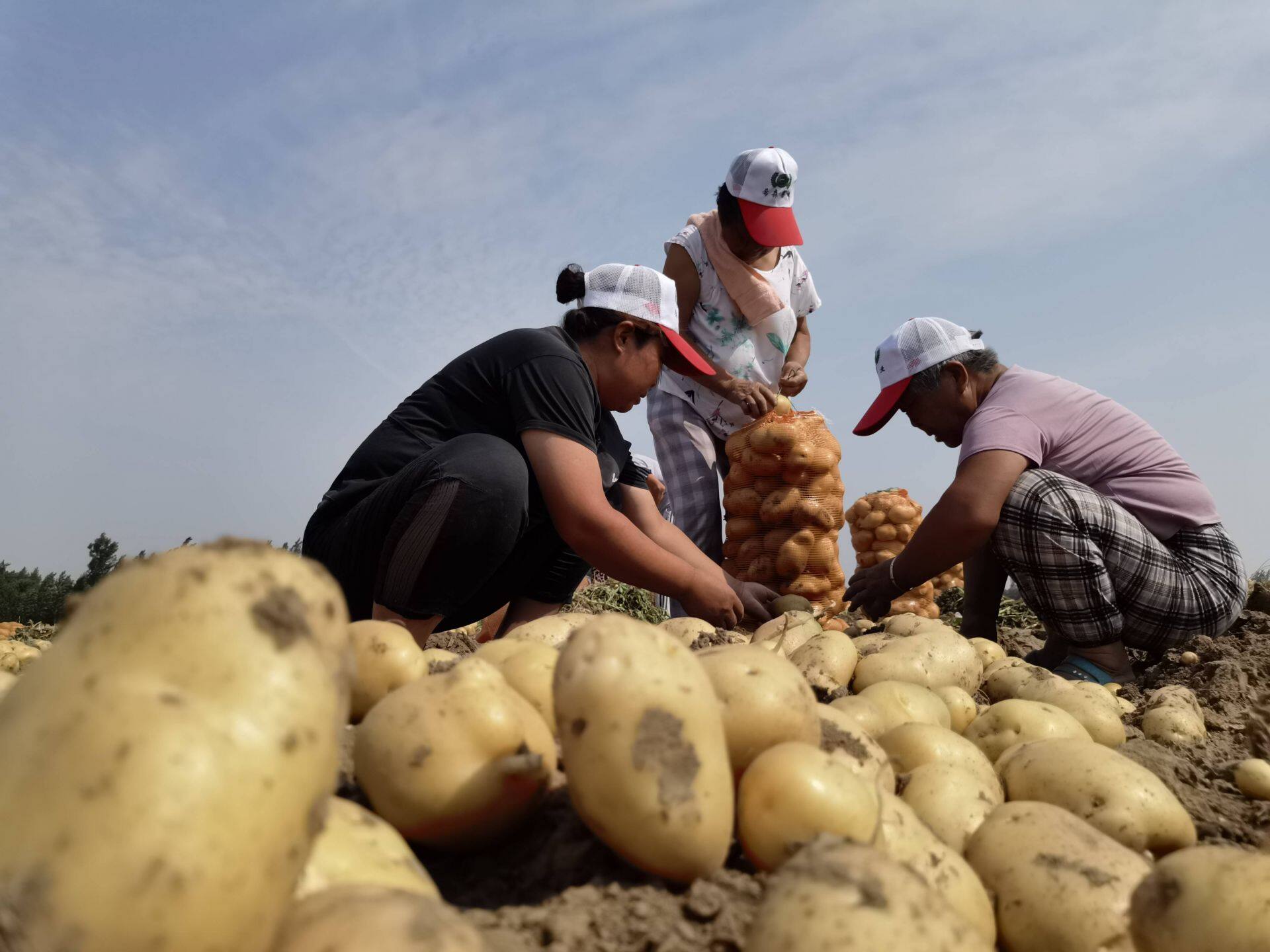 亩产439吨乐陵马铃薯大田示范种植产量创新高德州云德州晚报全媒体