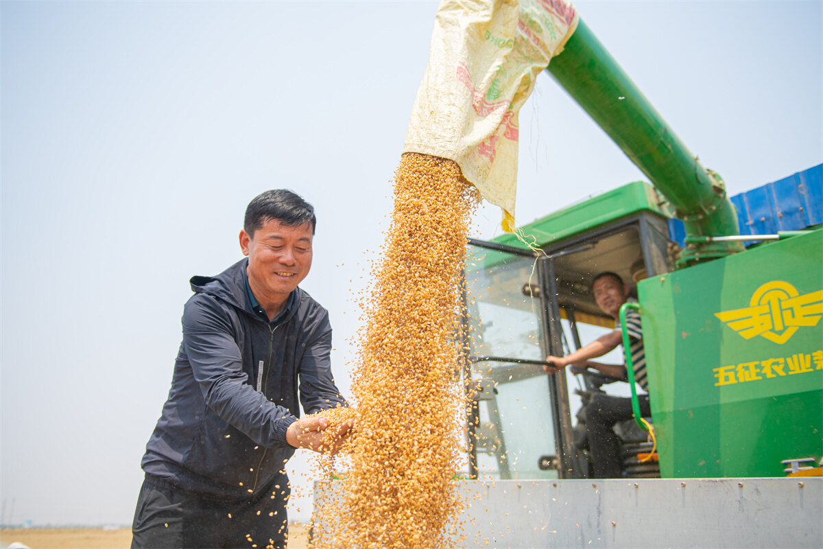 老粮仓迈向新时代德州创建全国首个大面积吨半粮示范