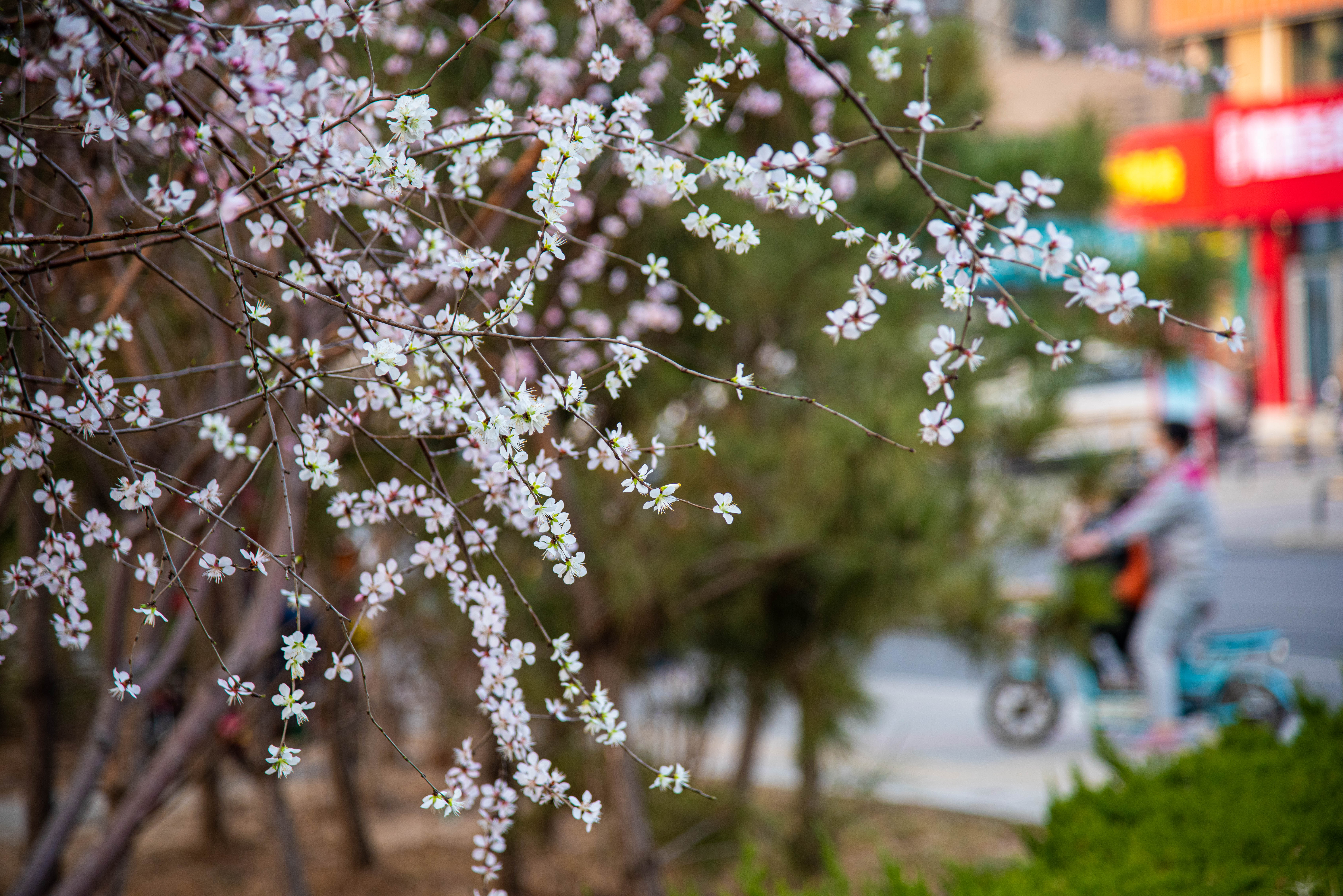 【新视觉】春风知我意 吹绽满枝头