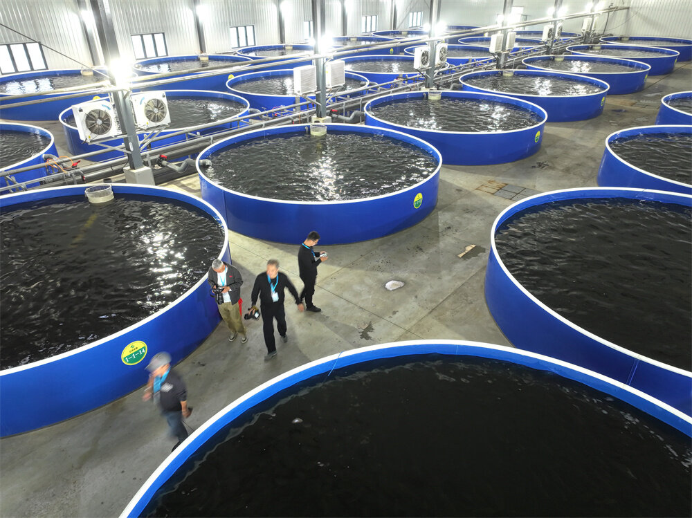 019茌平区小刘新村鲈鱼养殖运用国际先进的循环水处理技术，打造“鱼果共生” 的绿色循环农业新 模式 。   摄影崔忠伟.jpg